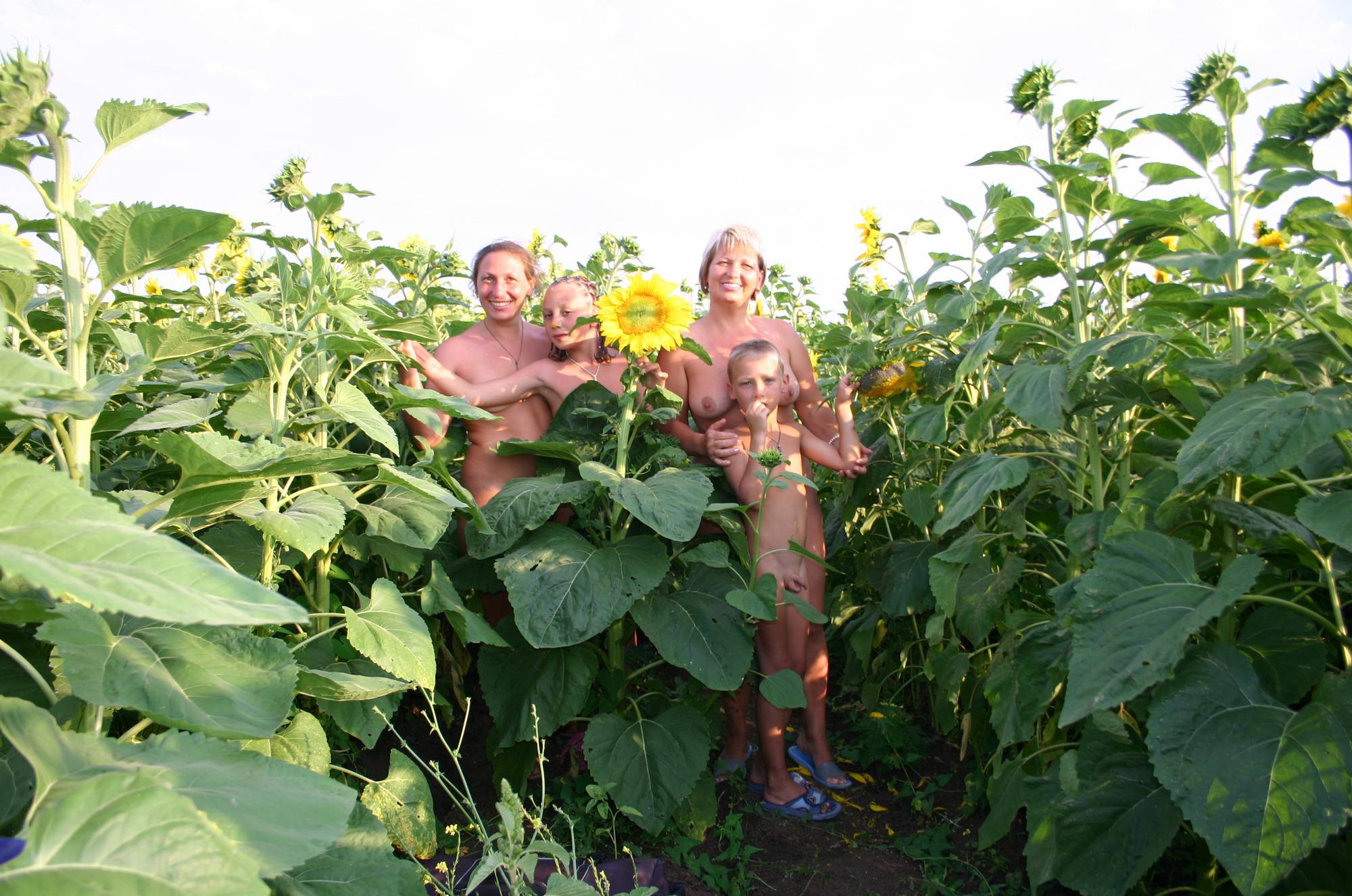 Nudist Pics Outdoor Sunflower Fields - 1